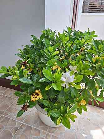 2 bedrooms 2 bathrooms - Townhouse Samui