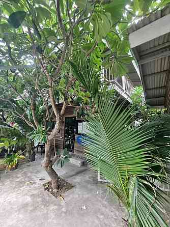Shop For Rent Samui