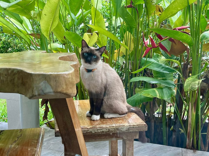 2 beds 1 bath – House Phangan - photo 3