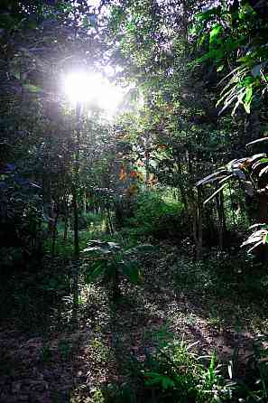 1 Bed 1 Bath - House Phangan