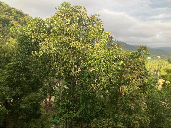 1 Bed 1 Bath - House Phangan - photo 15
