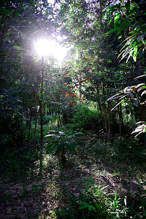 1 Bed 1 Bath - House Phangan - photo 3