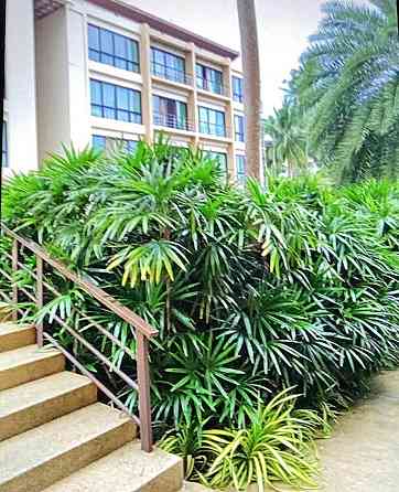 1 Bed 1 Bath - Apartment Samui