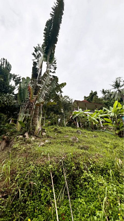 1 Bedroom 1 Bathroom - House Phangan - photo 16