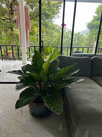 House with Bedrooms: 2 and Bathrooms: 2 Phangan - photo 3