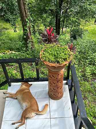 House with Bedrooms: 2 and Bathrooms: 2 Phangan