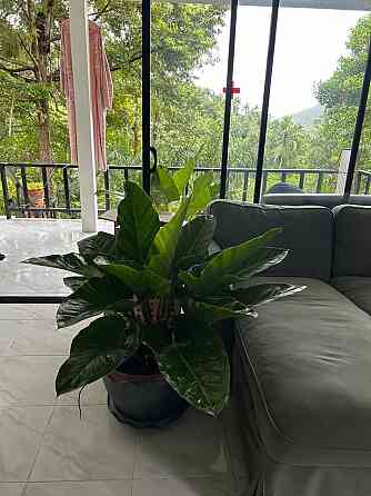 House with Bedrooms: 2 and Bathrooms: 2 Phangan