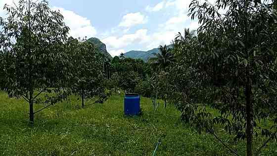 Durian Orchard Land for Sale in Nakhon Si Thammarat Pattaya
