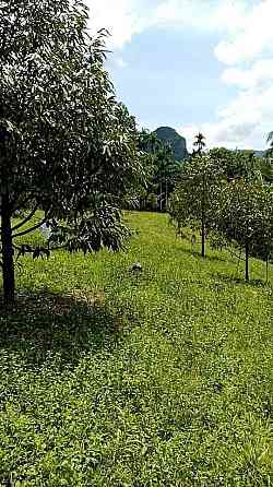 Durian Orchard Land for Sale in Nakhon Si Thammarat Pattaya