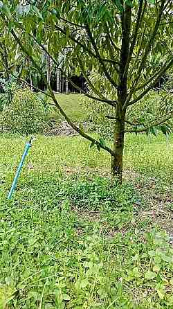 Durian Orchard Land for Sale in Nakhon Si Thammarat Pattaya
