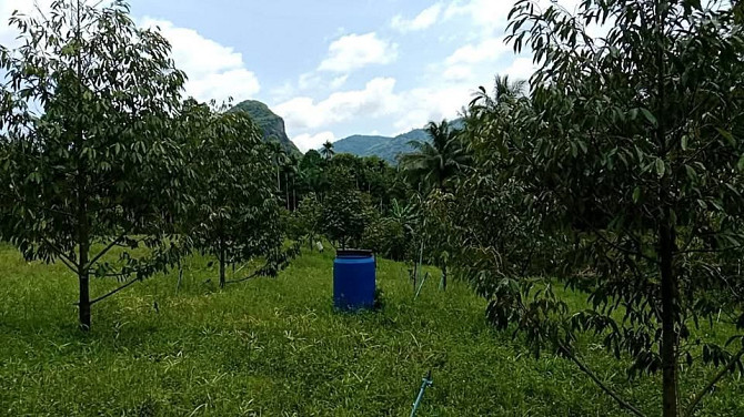 Durian Orchard Land for Sale in Nakhon Si Thammarat Pattaya - photo 2