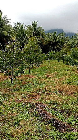 Durian Orchard Land for Sale in Nakhon Si Thammarat Pattaya - photo 4