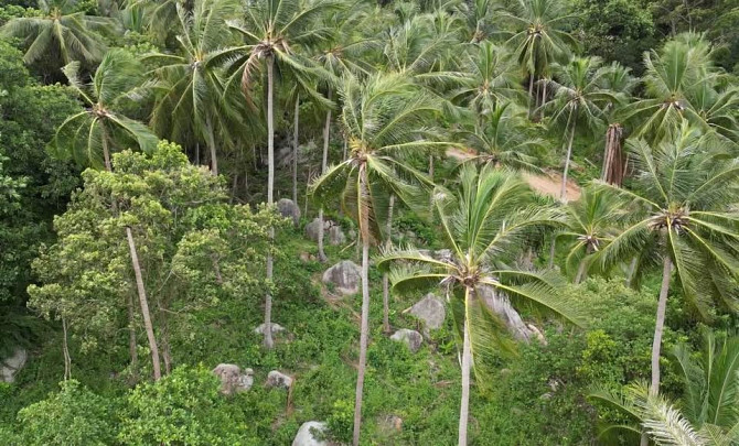 Prime Land for Sale in Ban Kai Area Phangan - photo 3