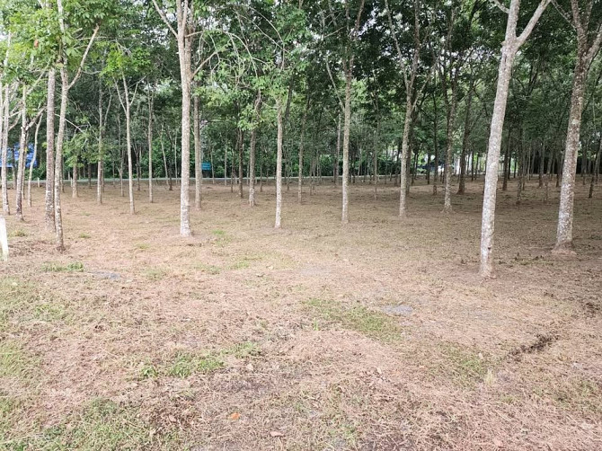 рџљЁ| SALE!!! Land for sale in Thalang, fronting the old Thepkrasattri Road (Saku-Nai Yang), area of Phuket - photo 15