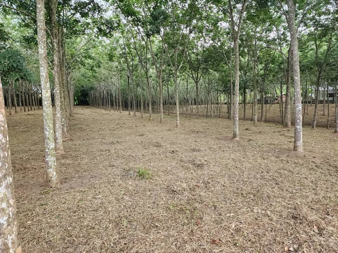 🚨| SALE!!! Land for sale in Thalang, fronting the old Thepkrasattri Road (Saku-Nai Yang), area of 11 Phuket - photo 8