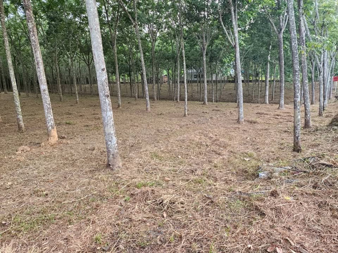 🚨| SALE!!! Land for sale in Thalang, fronting the old Thepkrasattri Road (Saku-Nai Yang), area of 11 Phuket - photo 7