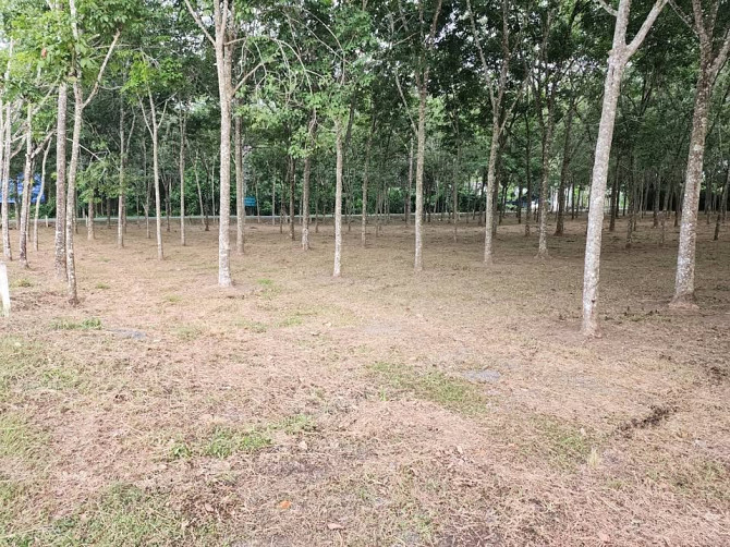 🚨| SALE!!! Land for sale in Thalang, fronting the old Thepkrasattri Road (Saku-Nai Yang), area of 11 Phuket - photo 2