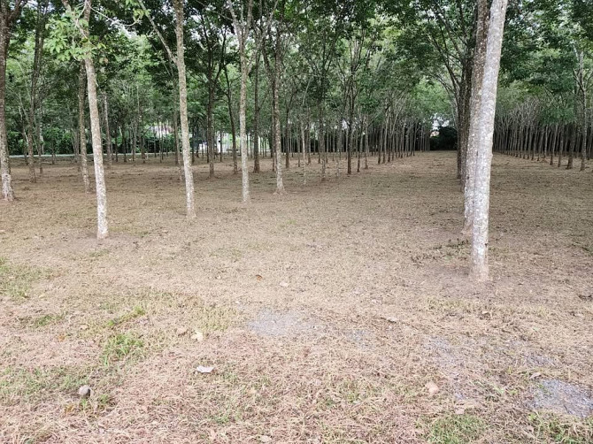 🚨| SALE!!! Land for sale in Thalang, fronting the old Thepkrasattri Road (Saku-Nai Yang), area of 11 Phuket - photo 6
