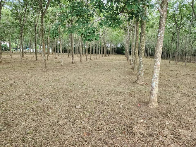🚨| SALE!!! Land for sale in Thalang, fronting the old Thepkrasattri Road (Saku-Nai Yang), area of 11 Phuket - photo 9