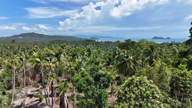 House with Studio and Bathrooms: 0 Phangan - photo 1