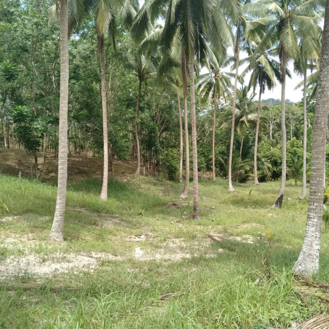 800 sqm Land for Long Lease in Koh Phangan Phangan - photo 10
