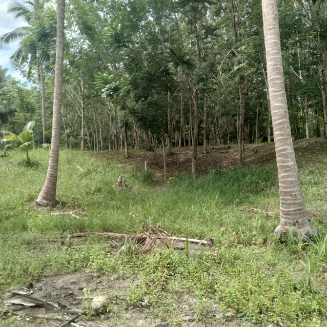 800 sqm Land for Long Lease in Koh Phangan Phangan - photo 8