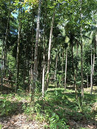 6 Rai Land for Lease in Baanmadeowan Phangan - photo 11