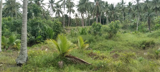 3200 sqm Land for Lease in Ban Thong Nang Phangan - photo 5