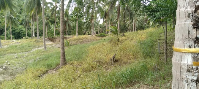 3200 sqm Land for Lease in Ban Thong Nang Phangan - photo 10
