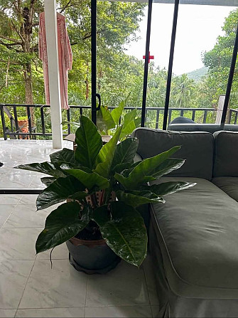 2 Bedroom House for Rent in Peaceful Location Phangan - photo 7