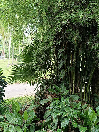 1 Bedroom House for Rent on Koh Phangan Phangan - photo 10