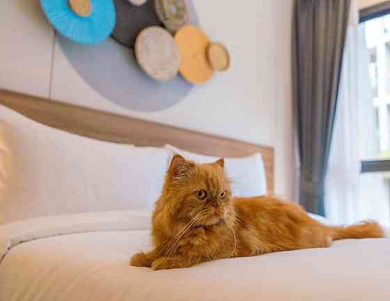 Studio Apartment for Long Term Rent in Phuket Пхукет