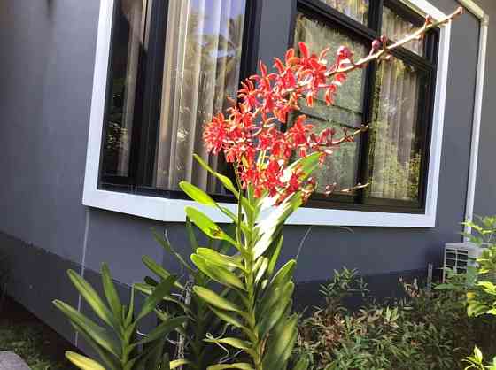 1 Bedroom Bungalow for Rent in Thong Sala Phangan