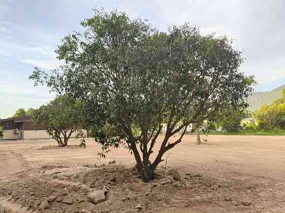 Land For Lease Phangan