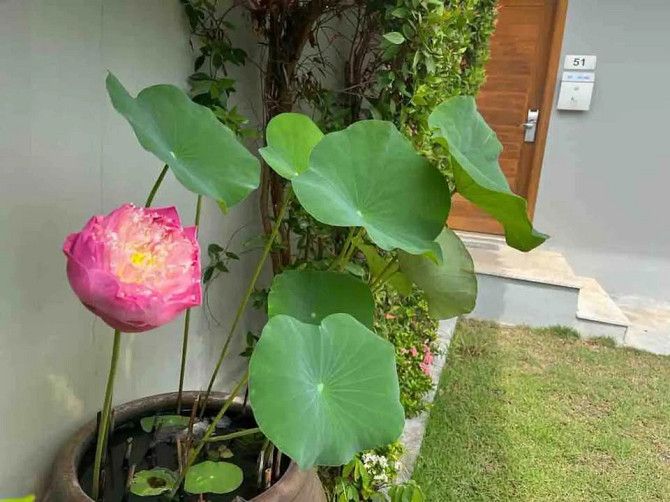 House for rent Samui - photo 8