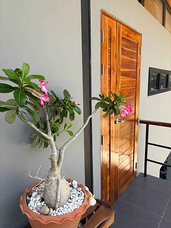 1 Bedroom 1 Bathroom - House Phangan - photo 4