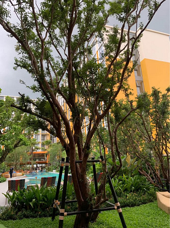 1 Bedroom 1 Bathroom - Apartment Phuket - photo 15