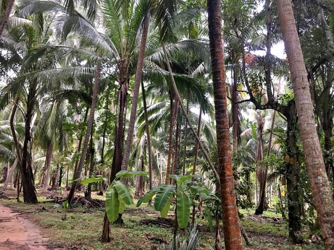 Land Plot Phangan - photo 1