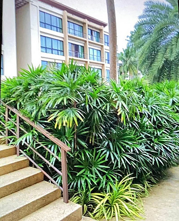 1 Bed 1 Bath - Apartment Samui - photo 1